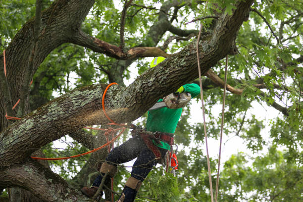 Best Hazardous Tree Removal  in Paramount, CA