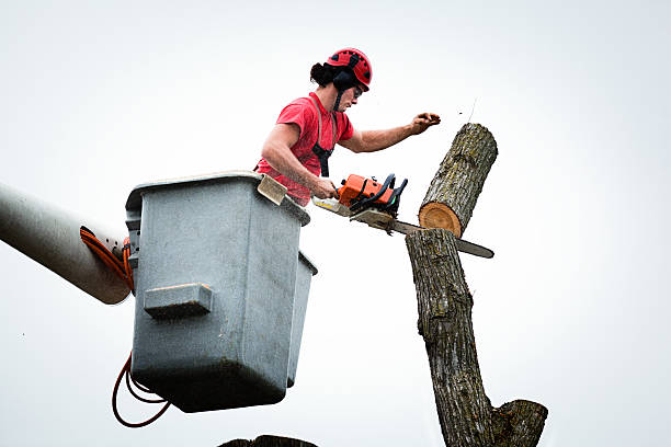 Best Firewood Processing and Delivery  in Paramount, CA